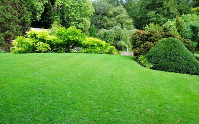 Improve Your Lawn's Appearance with Weed Control!